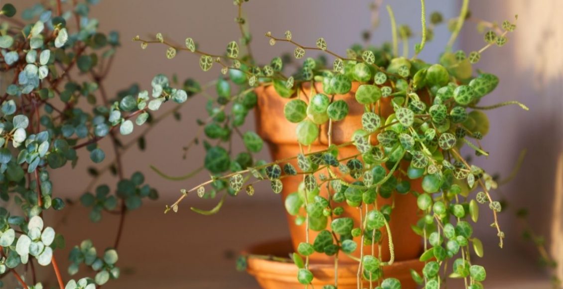 Conheça a colar de tartaruga! Uma planta simpática e fácil de cultivar - Reprodução Canva