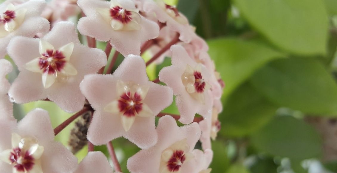 Conheça a flor-de-cera essa planta é uma trepadeira muito fácil de cultivar - reprodução Canva