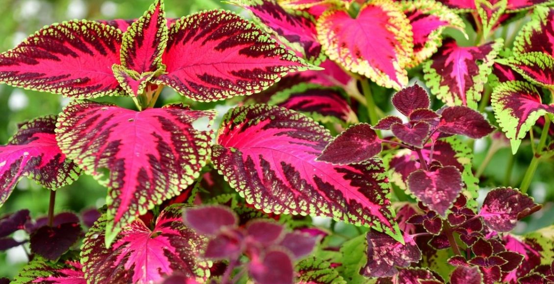 Coração magoado dicas para cultivar essa planta de nome Coleus - Reprodução Canva