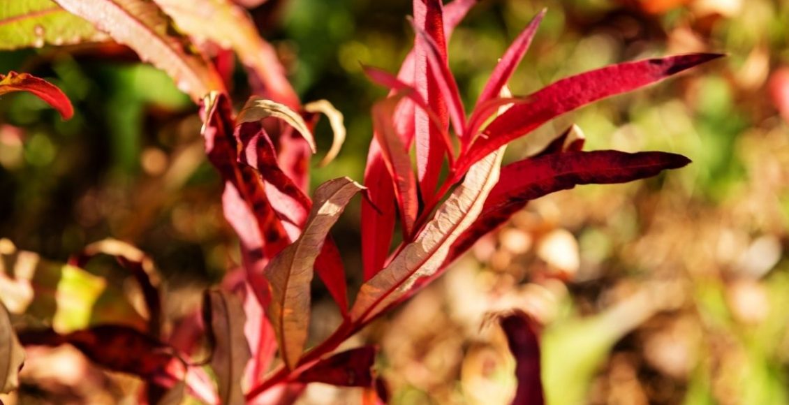 Cuidados com as plantas na época do outono saiba o que fazer nessa estação - Reprodução canva