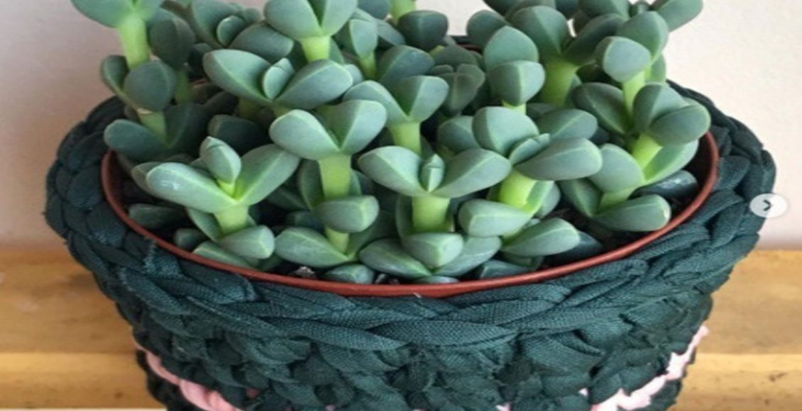 Veja como cultivar a planta africana Coração-partido em casa: melhor solo, tipo de luz e mais - Fonte: Pixabay