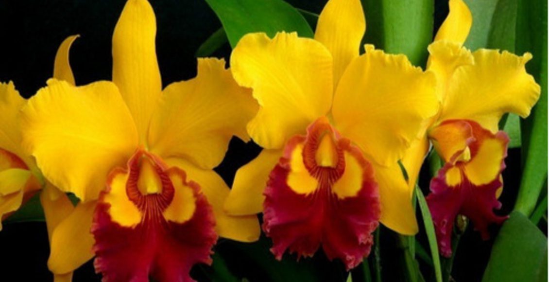 Orquídeas Cattleya: como cuidar e fazer a flor florir sem que corra o risco de fungos - Fonte: Canvas