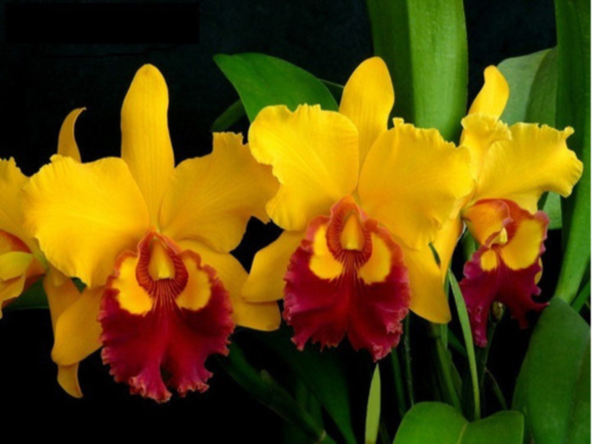 Orquídeas Cattleya: como cuidar e fazer a flor florir sem que corra o risco de fungos - Fonte: Canvas