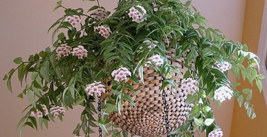 Como plantar e cultivar a flor de cera? Veja algumas dicas práticas que podem te ajudar - Fonte: Pixabay