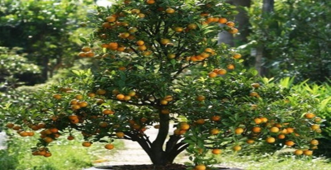 Como plantar laranjinha kinkan, a famosa fruta do Japão? Veja dicas de cultivo - Finte: Pixabay