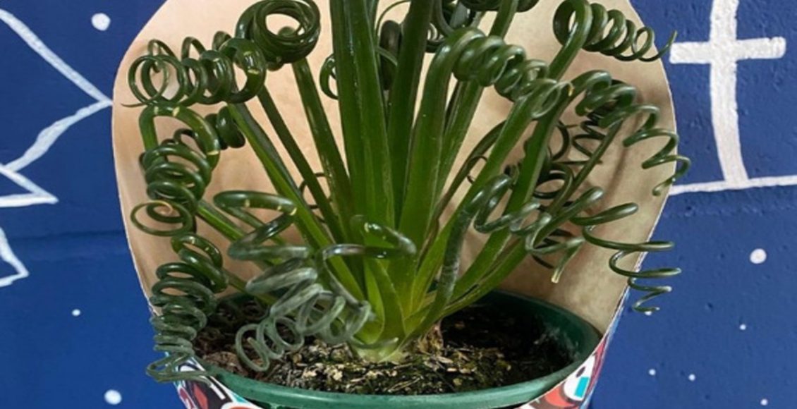 Como cultivar Suculenta-espiral? Veja dicas mais fáceis do mundo para realizar esse processo - Fonte: Pixabay