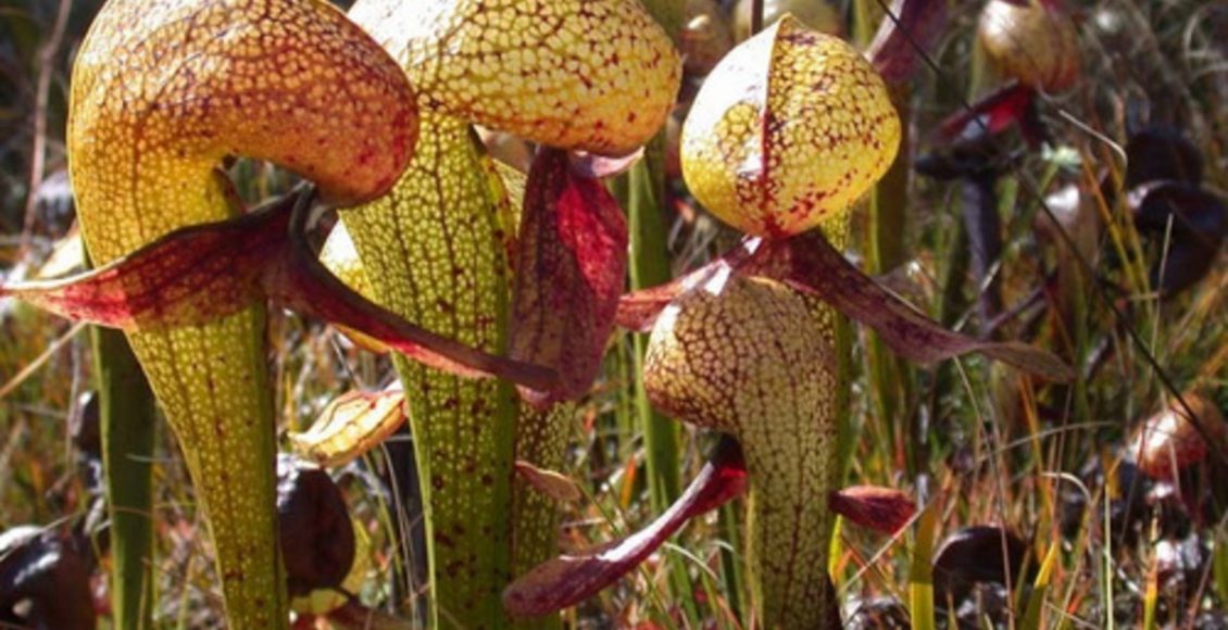 Conheça a Darlingtonia californica, também chamada de planta cobra: veja curiosidades sobre ela - Fonte: Pixabay