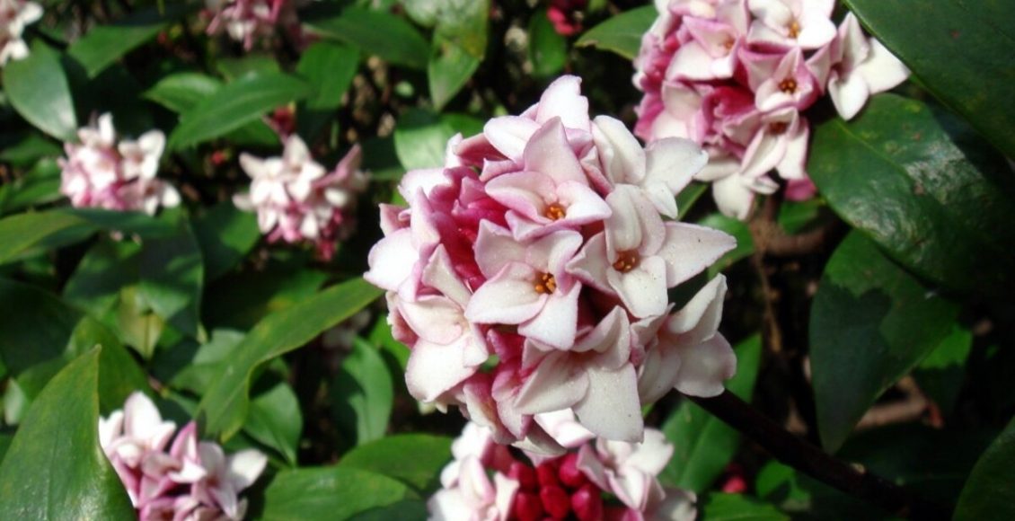 Daphne: conheça a flor do mediterrâneo e como cultivar em casa com poucos passos - Fonte: Canvas - Fonte: Canvas