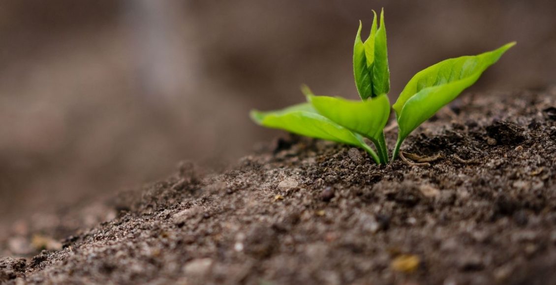 Descubra quais os motivos para utilizar o adubo nas suas plantas - reprodução Canva
