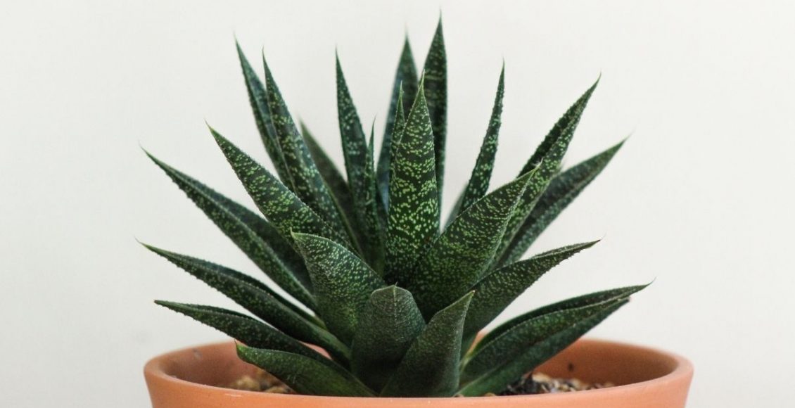 Descubra agora mesmo como plantar babosa de um jeito fácil - reprodução: Canva