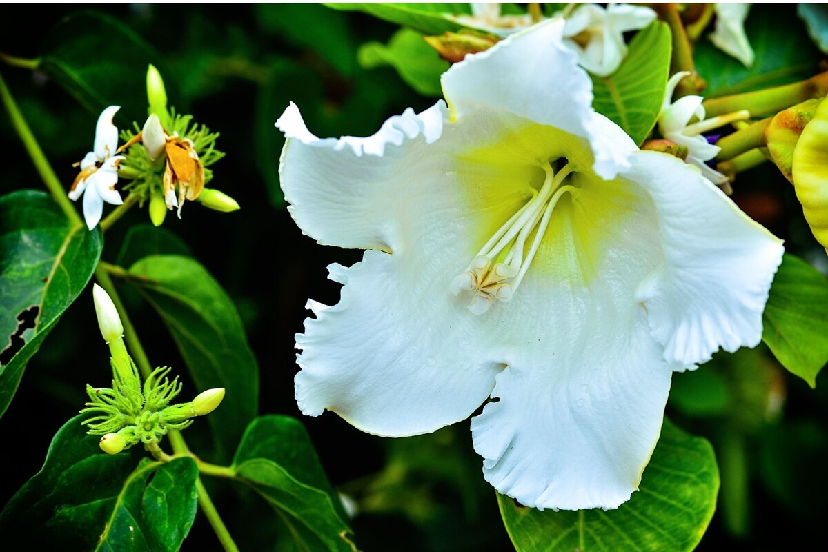 Trombeta de arauto: veja como cuidar dessa planta trepadeira do Himalaia - Fonte Canva