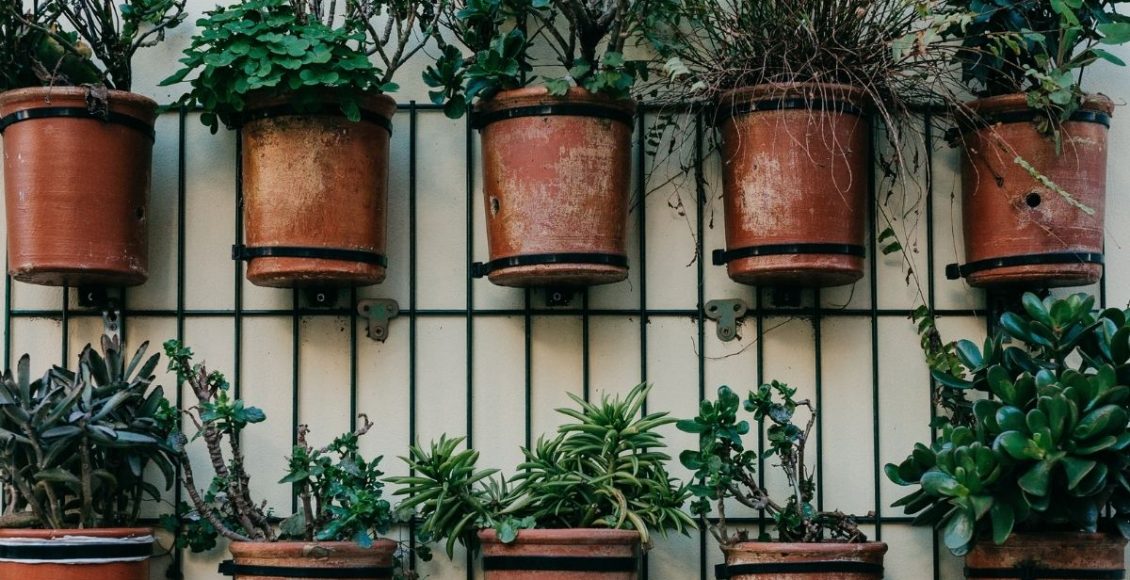 Escolher plantas para casas pequenas é fácil; Aprenda como fazer isso agora - reprodução: Canva