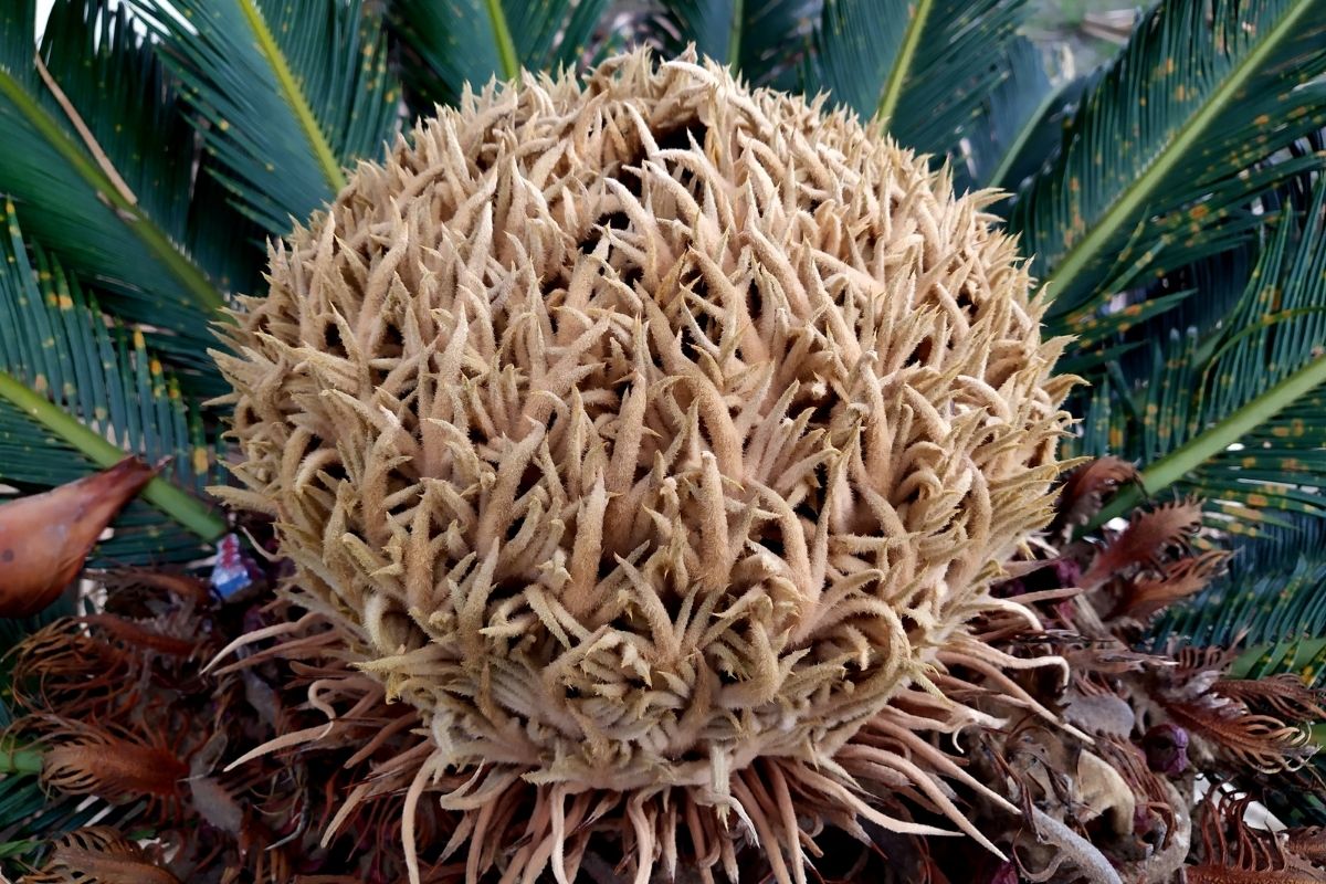 Conheça a Palmeira Cica, uma planta que de palmeira não tem nada - Reprodução Canva