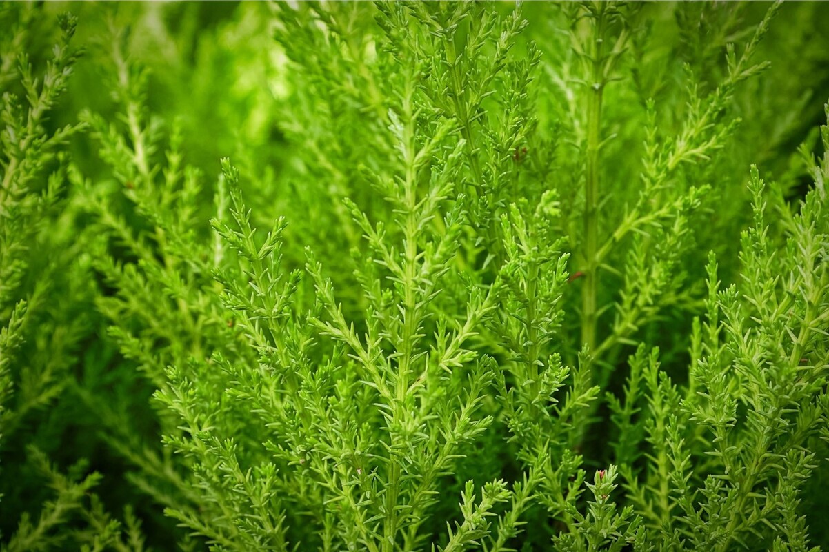 Tuia strickta: saiba como cultivar essa espécie do sudeste da Ásia - Fonte Canva