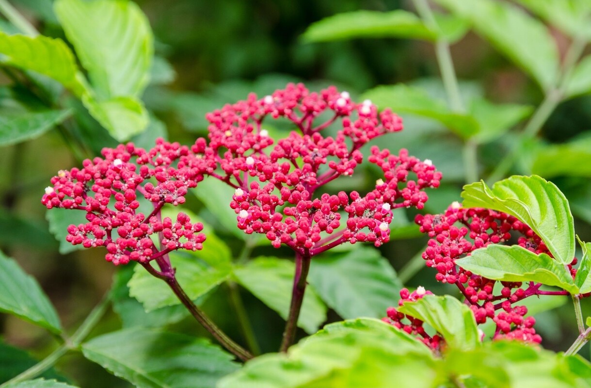 Léia vermelha: veja dicas de cultivo desse arbusto indiano - Fonte Canva