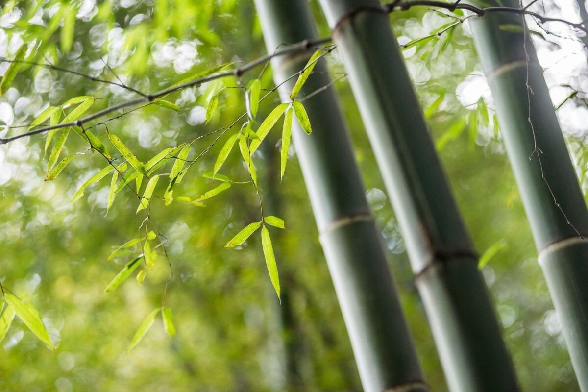 Bambu barriga de buda: veja métodos de cultivar essa espécie rara - Fonte Canva