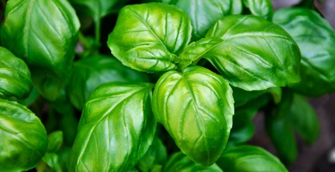 Alfavaca: aprenda como plantar essa espécie sem complicações - reprodução: Canva