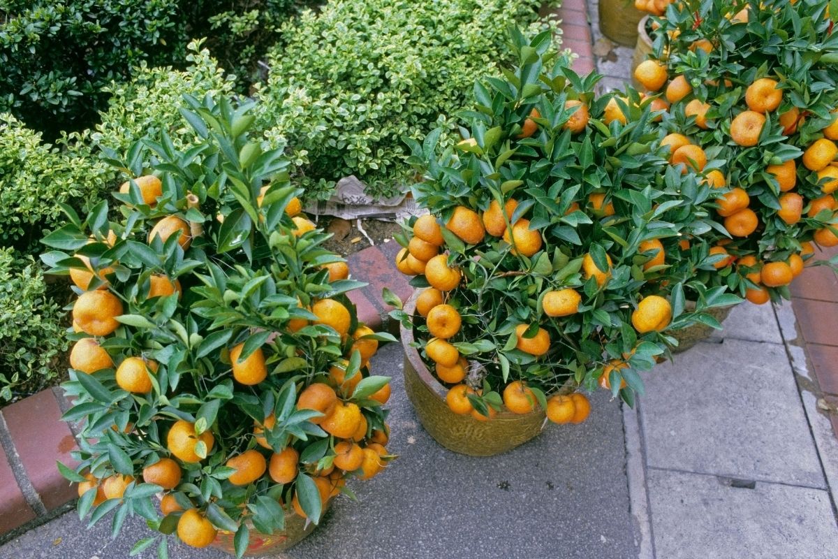 Saiba como ter suas árvores de laranja em casa de um jeito simples - reprodução: Canva