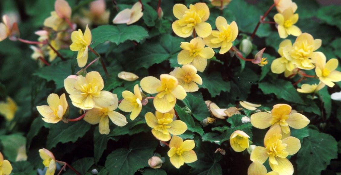 Descubra como plantar begônia do jeito certo - reprodução: Canva