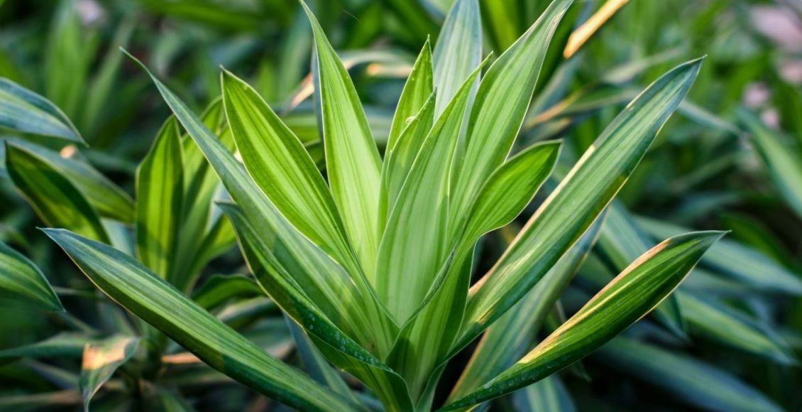 Descubra como plantar dracena de um jeito simples - reprodução: Canva