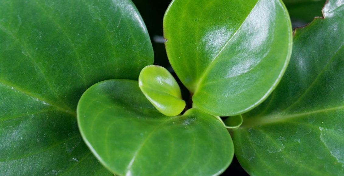 Peperômia: aprenda a cuidar dessa espécie tão charmosa - reprodução: Canva