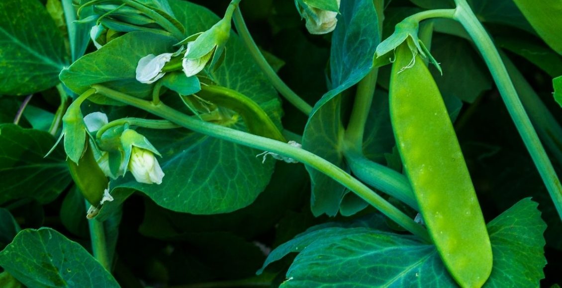 Saiba como plantar ervilha em casa e tenha sempre essa delícia na sua horta - reprodução: Canva