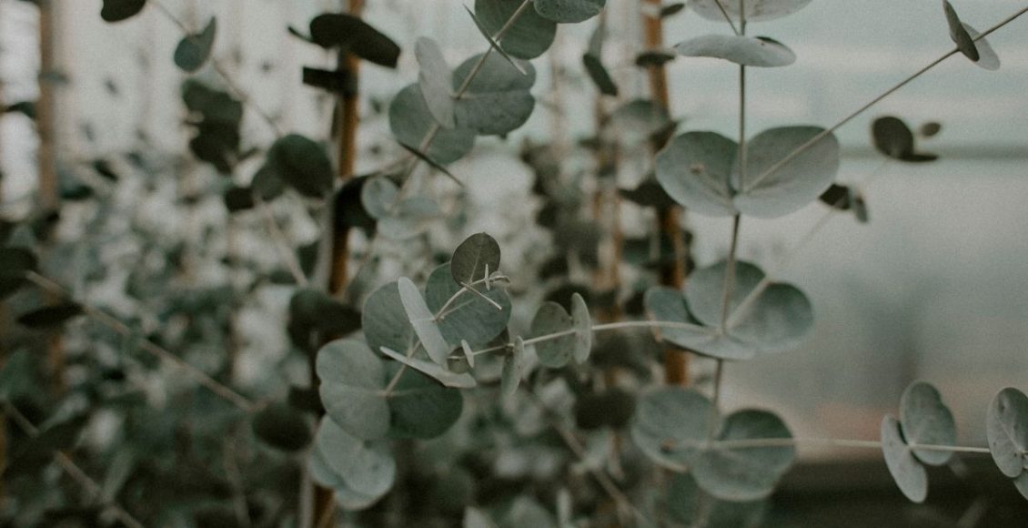 Eucalipto: descubra como plantar essa espécie que está em alta - reprodução: Canva