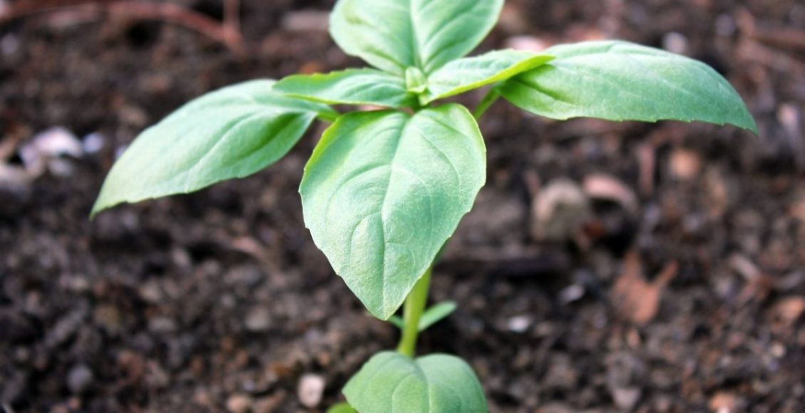 Aprenda como plantar manjericão de um jeito fácil e rápido - reprodução: Canva