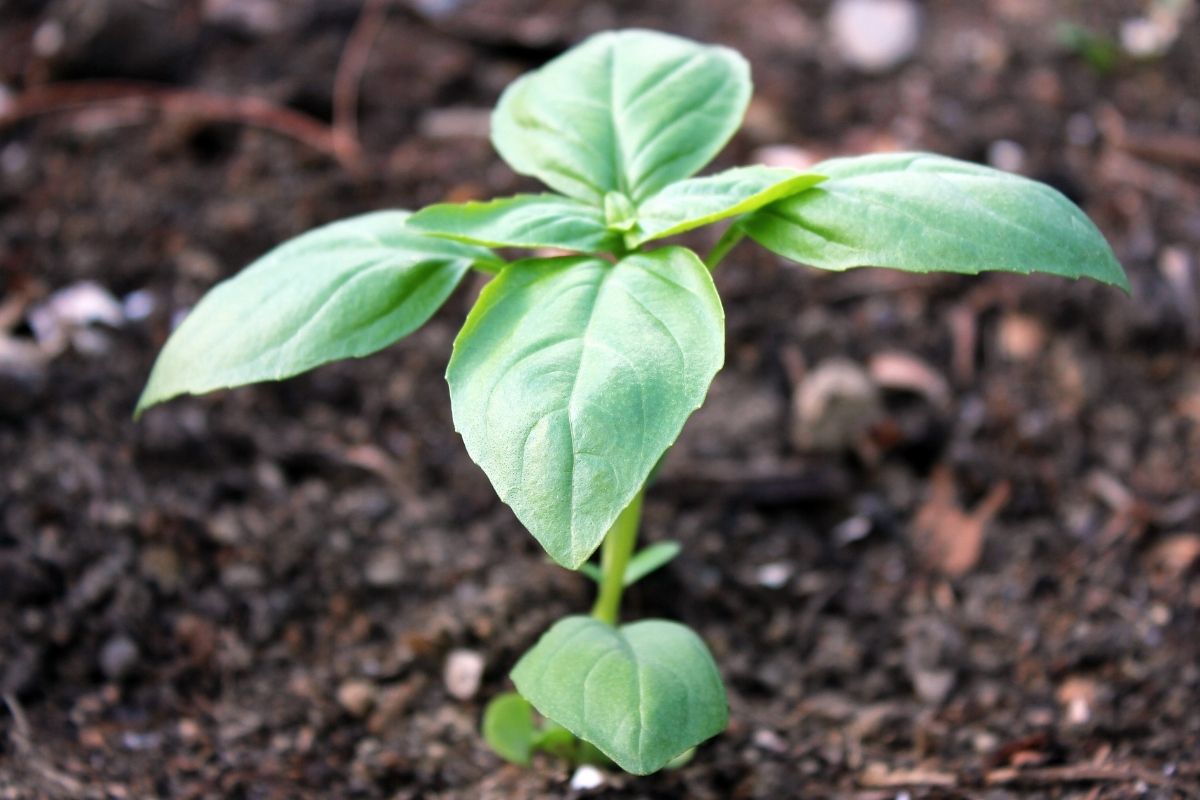 Aprenda como plantar manjericão de um jeito fácil e rápido - reprodução: Canva