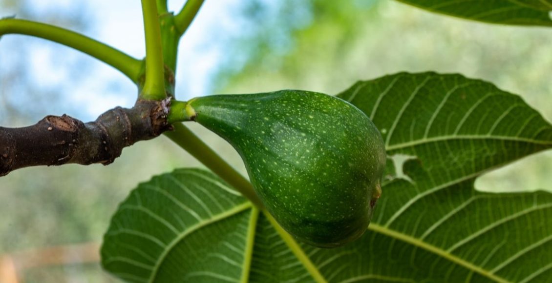 Figo: saiba como plantar essa espécie tão exótica e muito saborosa - reprodução: Canva