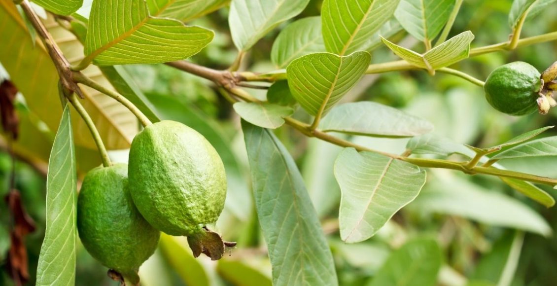 Plantar goiabeira é muito simples; Aprenda agora o passo a passo - reprodução: Canva