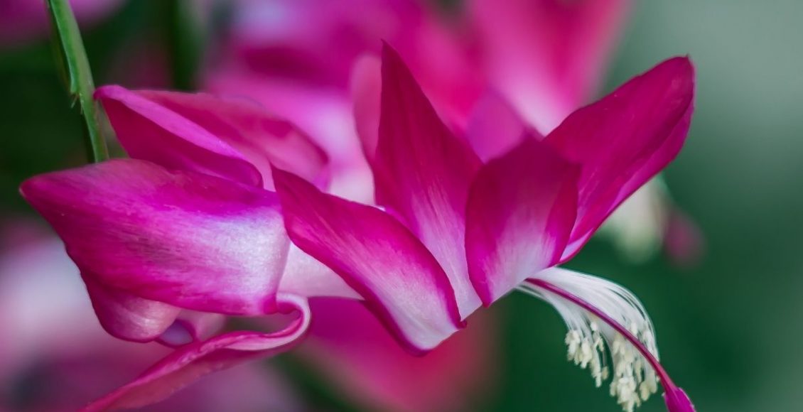 Saiba agora mesmo como cultivar a flor de maio - reprodução: Canva