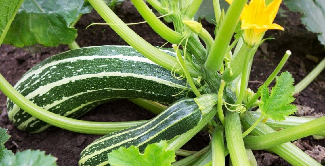 Aprenda como plantar abobrinha sem mistérios; Saiba mais agora- reprodução: Canva