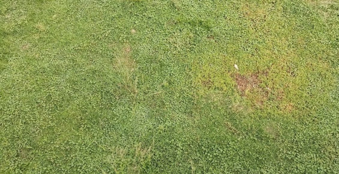 Grama: aprenda o jeito certo de plantar essa espécie - reprodução: Canva