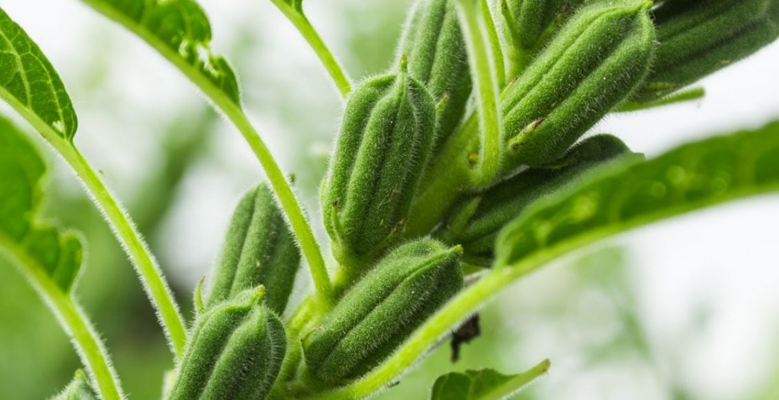 Gergelim: descubra como plantar esse alimento de um jeito simples - reprodução: Canva