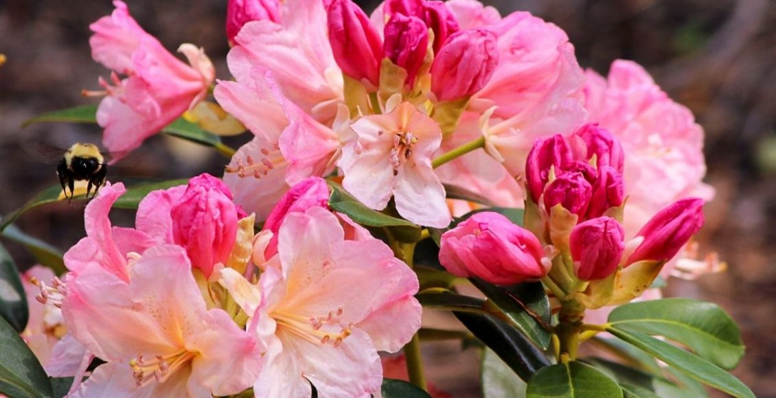 Aprenda agora mesmo como plantar Azaleia, essa espécie tão charmosa; Saiba mais - reprodução: Canva