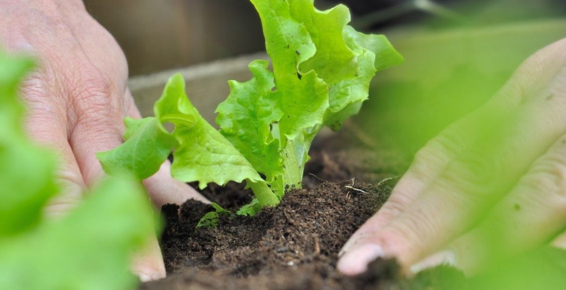 Plantar alface em casa é muito fácil e simples - reprodução: Canva