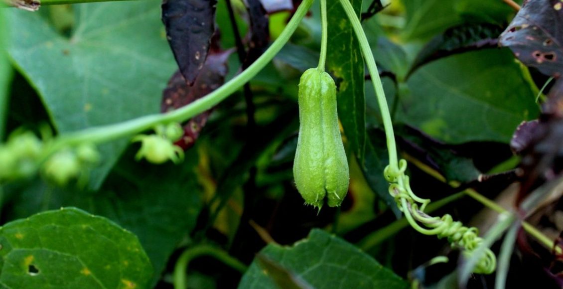 Conheça o passo a passo de como plantar chuchu no vaso; Saiba mais - reprodução: Canva