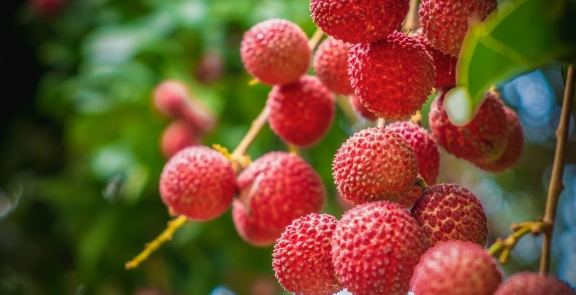 Lichia: descubra como plantar essa fruta exótica me casa - reprodução: Canva