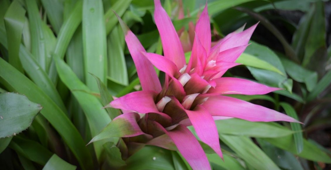 Saiba agora mesmo como plantar bromélia em sua casa - reprodução: Canva