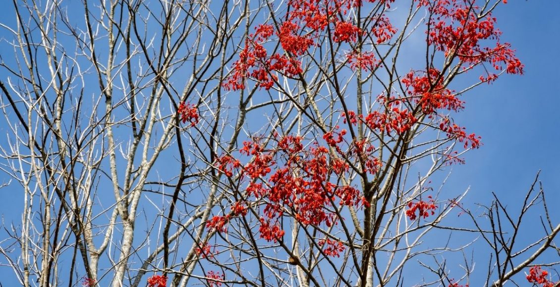 Conheça o mulungo: árvore com propriedades medicinais e saiba como plantar; Confira agora - reprodução: Canva