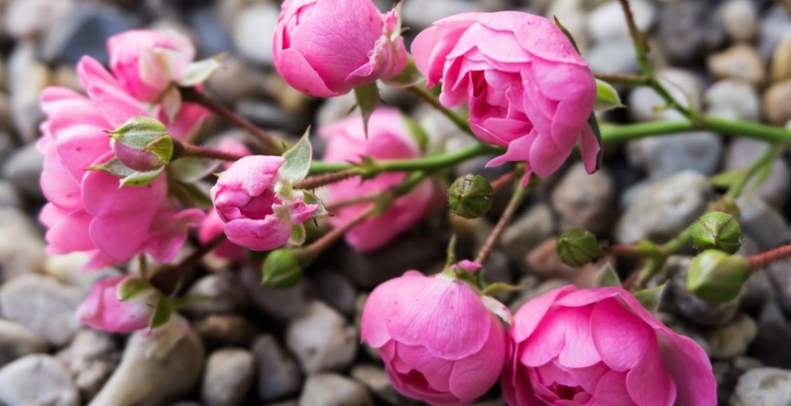 Descubra como plantar galho de rosa no seu jardim; Saiba mais agora - reprodução: Canva