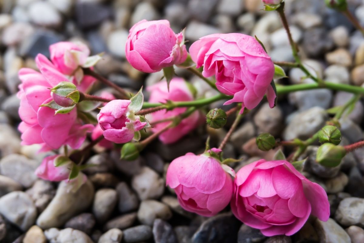 Descubra como plantar galho de rosa no seu jardim; Saiba mais agora - reprodução: Canva