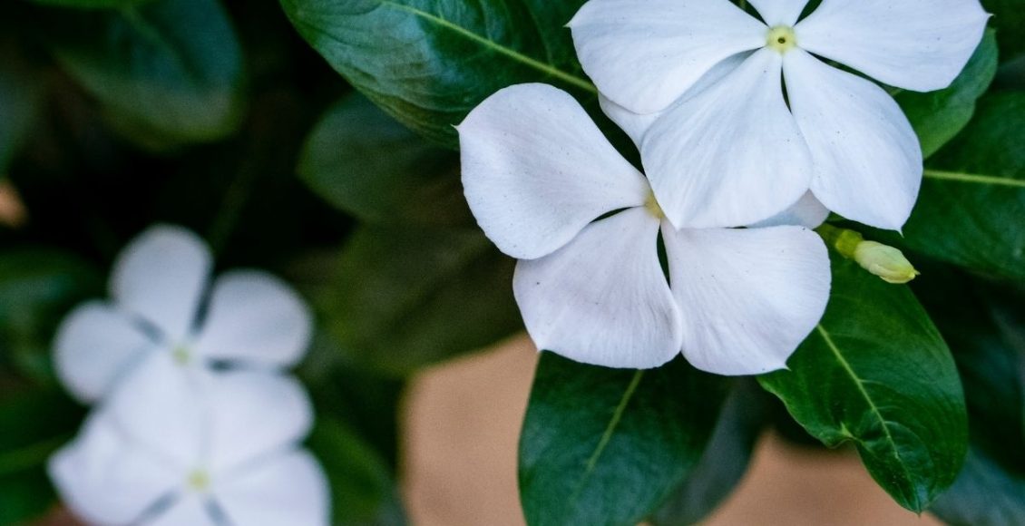 Descubra como plantar vinca em casa - reprodução: Canva