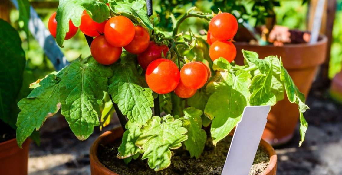 Aprenda como plantar tomate em casa e tenha sempre essa fruta por perto - reprodução: Canva