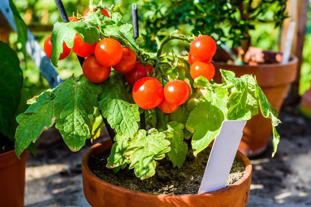 Aprenda como plantar tomate em casa e tenha sempre essa fruta por perto - reprodução: Canva