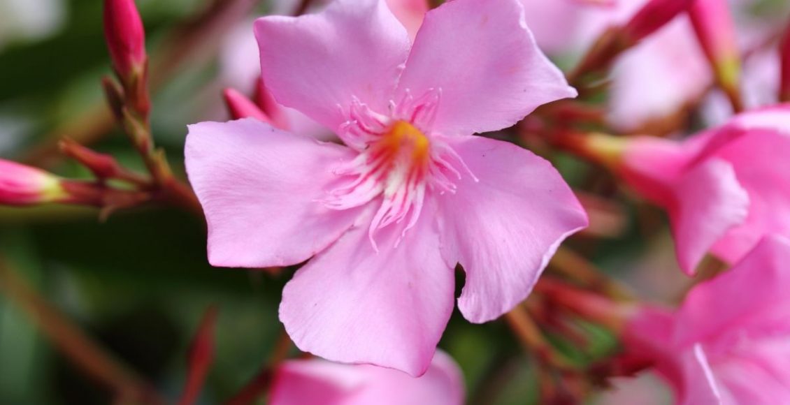 Oleandro: descubra como plantar essa espécie em casa - reprodução: Canva