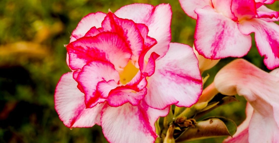 Aprenda como fazer muda de rosa do deserto - reprodução: Canva