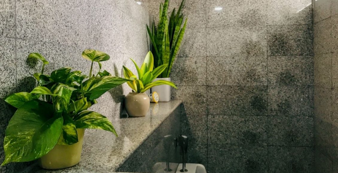 Descubra agora quais são as plantas que não precisam de sol - reprodução: Canva