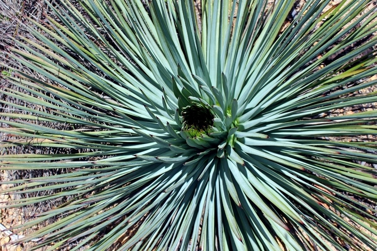 Yucca: descubra como plantar essa espécie em casa - reprodução: Canva